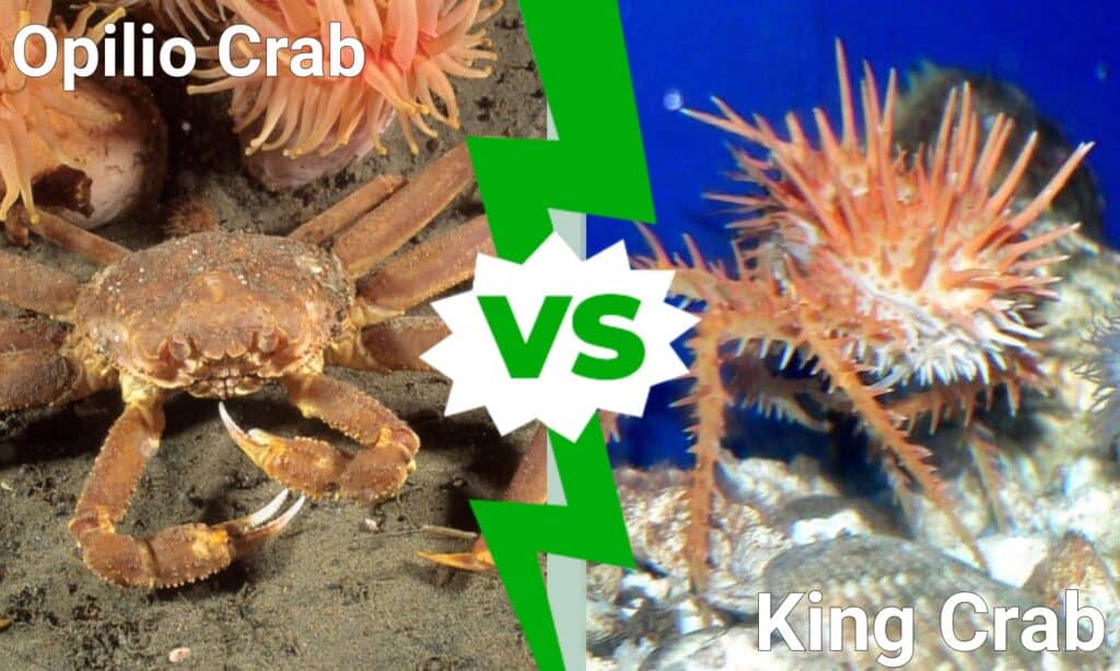 Opilio Crab vs. King Crab: A Comparative Analysis